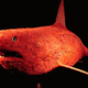 Illustration for article titled A Shark Without Its Skin Looks Even Scarier Than A Regular Shark